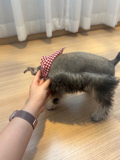 ขาย miniature schnauzer  ลูกสุนัข มินิเอเจอร์ ชเนาเซอร์ รูปที่ 5