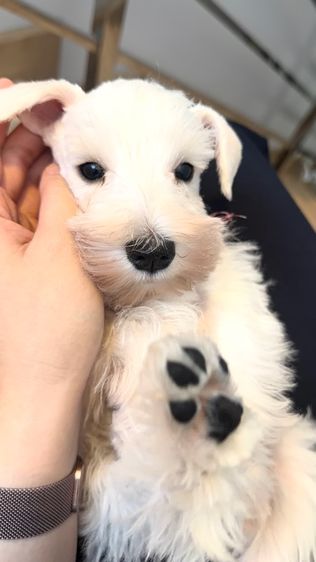 ขาย miniature schnauzer  ลูกสุนัข มินิเอเจอร์ ชเนาเซอร์ รูปที่ 6