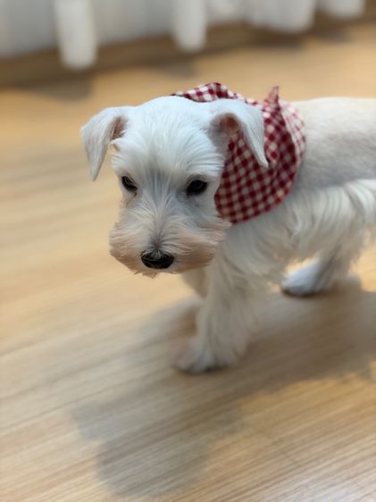 ขาย miniature schnauzer  ลูกสุนัข มินิเอเจอร์ ชเนาเซอร์ รูปที่ 4