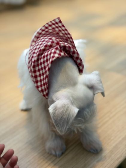 ขาย miniature schnauzer  ลูกสุนัข มินิเอเจอร์ ชเนาเซอร์ รูปที่ 8