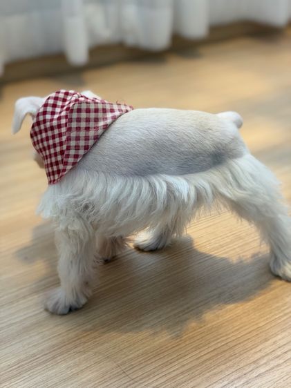 ขาย miniature schnauzer  ลูกสุนัข มินิเอเจอร์ ชเนาเซอร์ รูปที่ 7