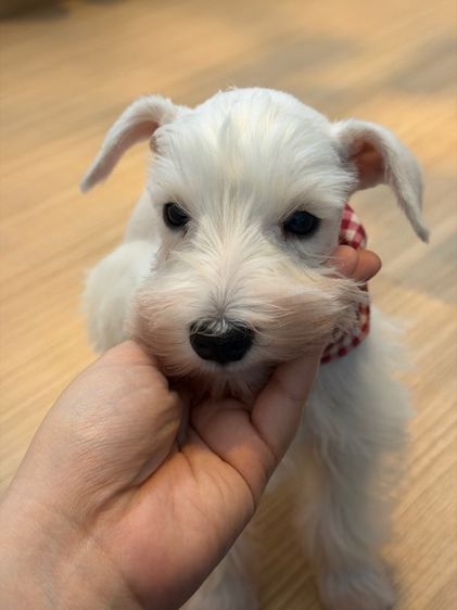 ชเนาเซอร์ (Schnauzer) เล็ก ขาย miniature schnauzer  ลูกสุนัข มินิเอเจอร์ ชเนาเซอร์