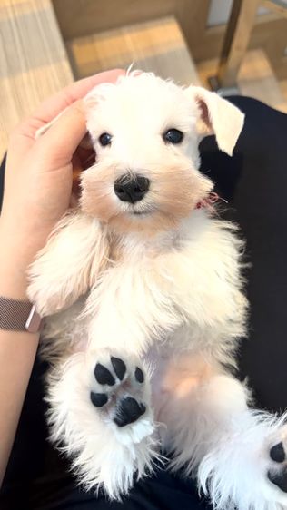 ขาย miniature schnauzer  ลูกสุนัข มินิเอเจอร์ ชเนาเซอร์ รูปที่ 3