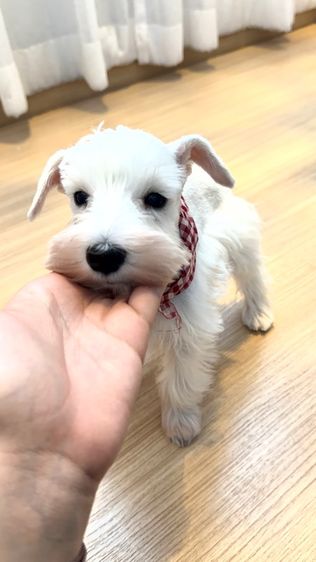 ขาย miniature schnauzer  ลูกสุนัข มินิเอเจอร์ ชเนาเซอร์ รูปที่ 2