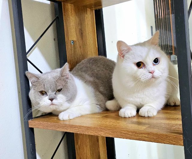 หนุ่มบริติช สีขาว ตาสองสี BRI w 63 รูปที่ 2