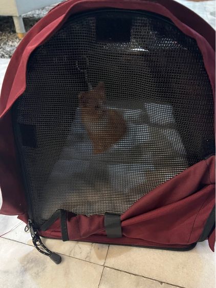 กระเป๋าใส่สัตว์เลี้ยง รูปที่ 8