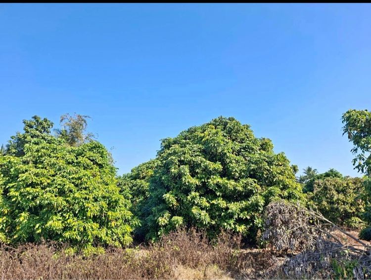 ไม่ใช่ ที่ดินสวนลำไย