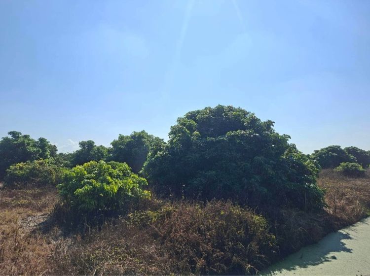 ไม่ใช่ ที่ดินสวนลำไย รูปที่ 2