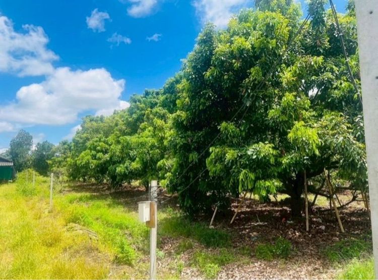 ไม่ใช่ สวนลำไย สารภี รูปที่ 4