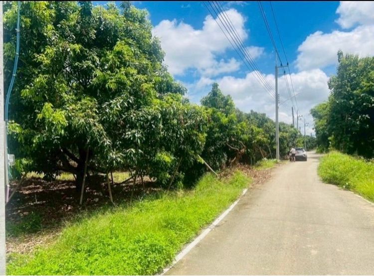 สวนลำไย สารภี