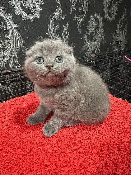 ลูกแมว สก็อตติชโฟลด์ หูพับ สีบลู พร้อมย้ายก.พ. รูปที่ 6