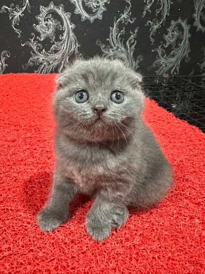 ลูกแมว สก็อตติชโฟลด์ หูพับ สีบลู พร้อมย้ายก.พ. รูปที่ 3