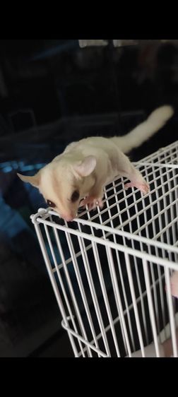 ชูก้าไรเดอร์ คู่ ผู้และเมีย รวมกรง และอุปกรณ์