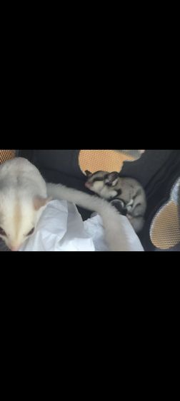 ชูก้าไรเดอร์ คู่ ผู้และเมีย รวมกรง และอุปกรณ์ รูปที่ 2