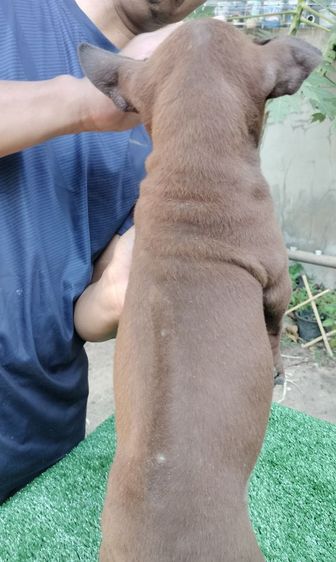 น้องหมาพร้อมแล้วค่ะที่จะย้ายบ้าน
น้องเป็น พันธุ์ไทยหลังอาน แท้  จาก ตราด
ปัจจุบันน้องอายุ 60 วัน รูปที่ 5