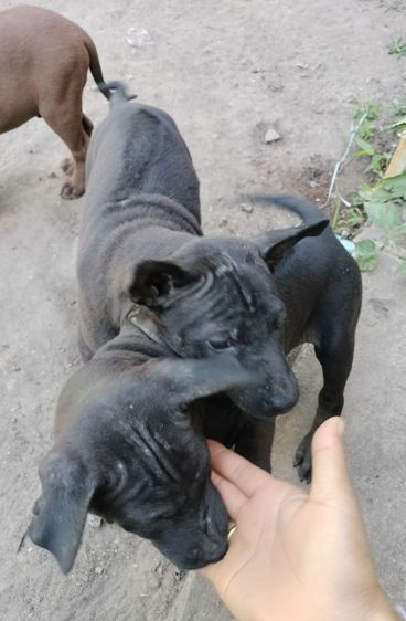 น้องหมาพร้อมแล้วค่ะที่จะย้ายบ้าน
น้องเป็น พันธุ์ไทยหลังอาน แท้  จาก ตราด
ปัจจุบันน้องอายุ 60 วัน รูปที่ 6