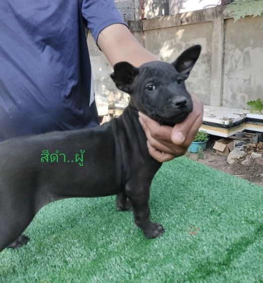 น้องหมาพร้อมแล้วค่ะที่จะย้ายบ้าน
น้องเป็น พันธุ์ไทยหลังอาน แท้  จาก ตราด
ปัจจุบันน้องอายุ 60 วัน รูปที่ 4