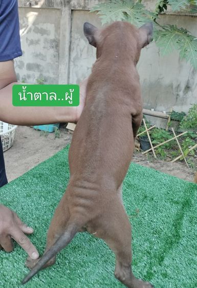 น้องหมาพร้อมแล้วค่ะที่จะย้ายบ้าน
น้องเป็น พันธุ์ไทยหลังอาน แท้  จาก ตราด
ปัจจุบันน้องอายุ 60 วัน รูปที่ 3