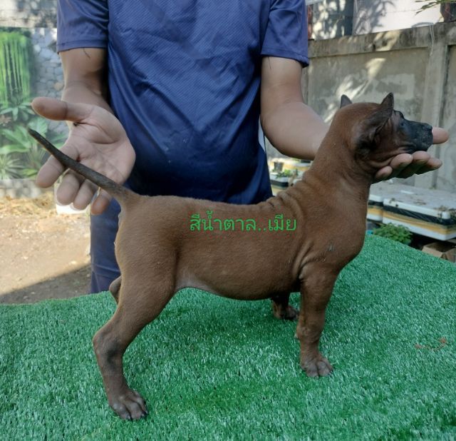 น้องหมาพร้อมแล้วค่ะที่จะย้ายบ้าน
น้องเป็น พันธุ์ไทยหลังอาน แท้  จาก ตราด
ปัจจุบันน้องอายุ 60 วัน