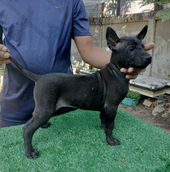 น้องหมาพร้อมแล้วค่ะที่จะย้ายบ้าน
น้องเป็น พันธุ์ไทยหลังอาน แท้  จาก ตราด
ปัจจุบันน้องอายุ 60 วัน รูปที่ 7