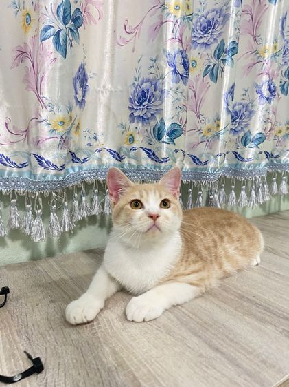 แมวสก๊อตติช รูปที่ 2