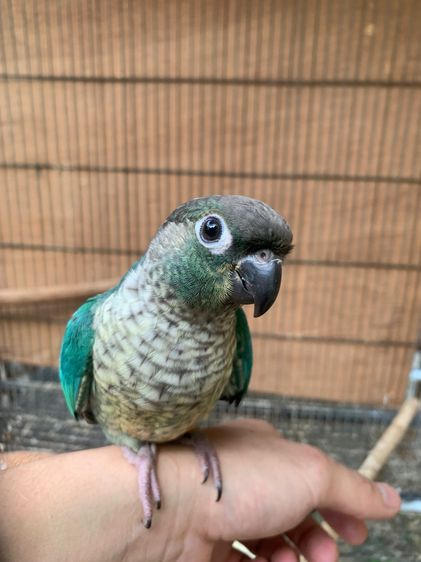 นกแก้วสวยงาม รูปที่ 2