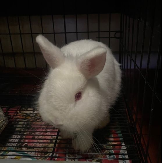 กระต่ายเอ็นดี