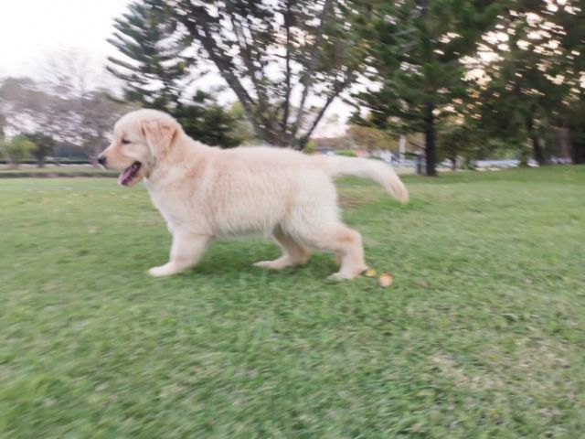 โกลเด้นแท้เพศเมีย โครงสร้างใหญ่สุขภาพดีแข็งแรง รูปที่ 7