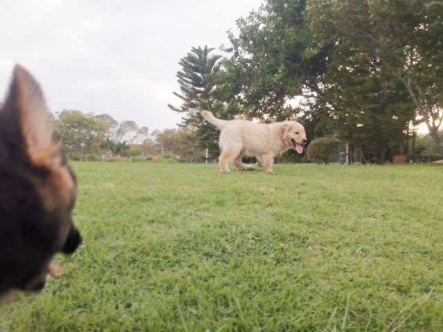 โกลเด้นแท้เพศเมีย โครงสร้างใหญ่สุขภาพดีแข็งแรง รูปที่ 4