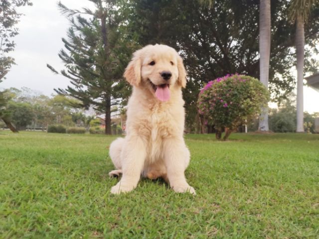 โกลเด้นแท้เพศเมีย โครงสร้างใหญ่สุขภาพดีแข็งแรง