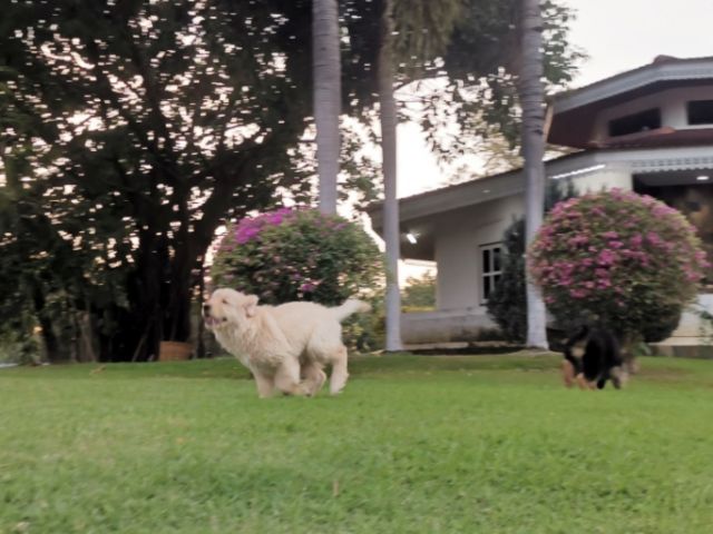 โกลเด้นแท้เพศเมีย โครงสร้างใหญ่สุขภาพดีแข็งแรง รูปที่ 3