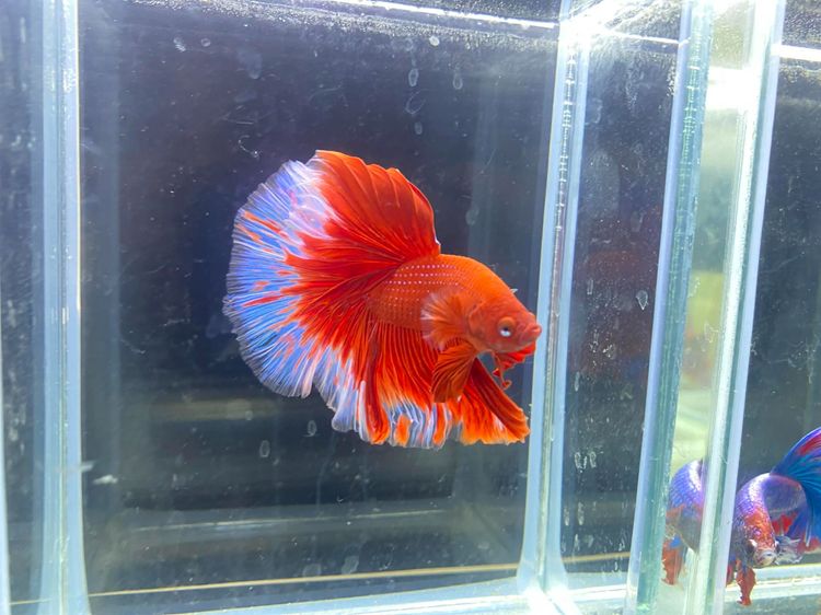 ปลากัดฮาฟมูน รูปที่ 3