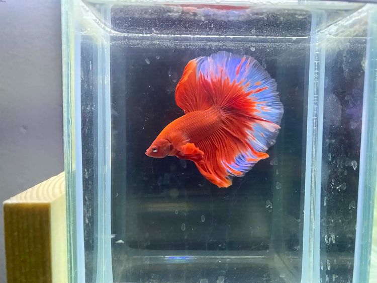 ปลากัดฮาฟมูน