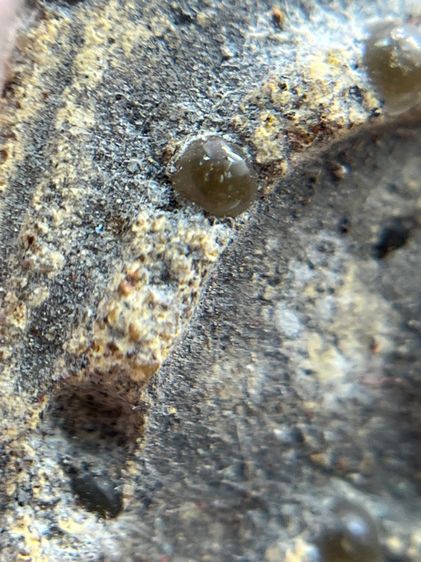 พระสมเด็จพิมพ์ใหญ่สองหน้าโรยเม็ดพระธาตุ รูปที่ 15