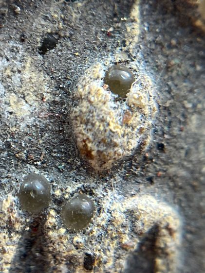 พระสมเด็จพิมพ์ใหญ่สองหน้าโรยเม็ดพระธาตุ รูปที่ 14