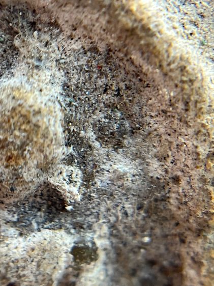 พระสมเด็จพิมพ์ใหญ่สองหน้าโรยเม็ดพระธาตุ รูปที่ 10