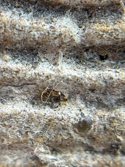 พระสมเด็จพิมพ์ใหญ่สองหน้าโรยเม็ดพระธาตุ รูปที่ 6