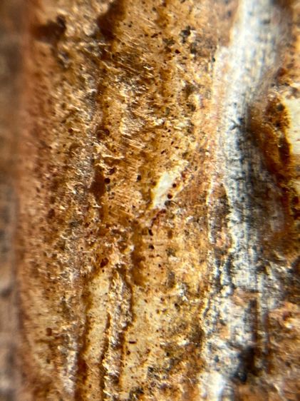 (ขายแล้ว)พระร่วงเปิดโลก กรุเตาทุเรียง สุโขทัย เนื้อดินเผา   รูปที่ 6