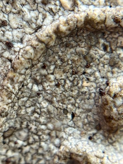 พระสมเด็จวัดระฆังพิมพ์ใหญ่ รูปที่ 15