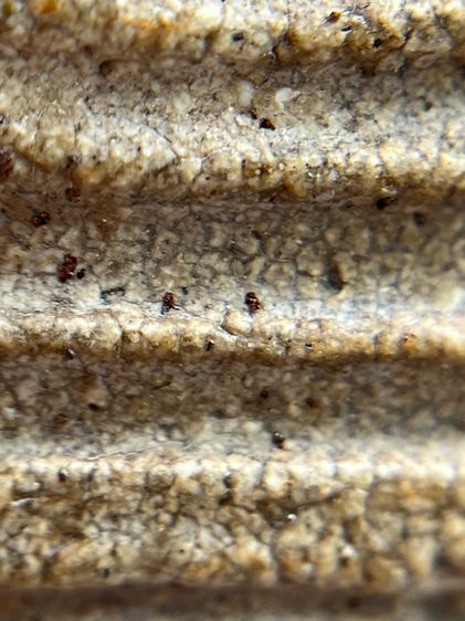 พระสมเด็จวัดระฆังพิมพ์ใหญ่ รูปที่ 6