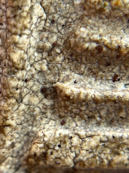 พระสมเด็จวัดระฆังพิมพ์ใหญ่ รูปที่ 5