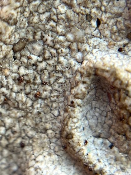 พระสมเด็จวัดระฆังพิมพ์ใหญ่ รูปที่ 16