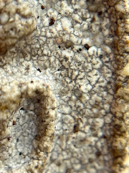 พระสมเด็จวัดระฆังพิมพ์ใหญ่ รูปที่ 9