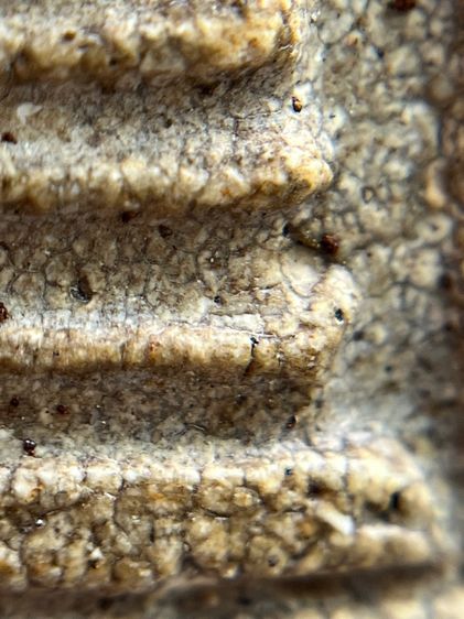 พระสมเด็จวัดระฆังพิมพ์ใหญ่ รูปที่ 7