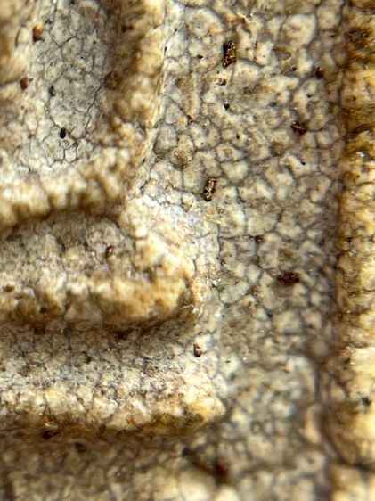 พระสมเด็จวัดระฆังพิมพ์ใหญ่ รูปที่ 8