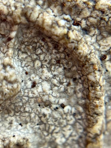 พระสมเด็จวัดระฆังพิมพ์ใหญ่ รูปที่ 10