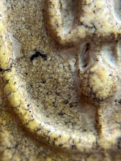 พระสมเด็จวัดระฆังพิมพ์ใหญ่กลับหัวมเหศวร รูปที่ 10