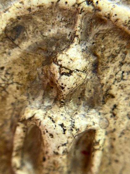 พระสมเด็จวัดระฆังพิมพ์ใหญ่กลับหัวมเหศวร รูปที่ 7