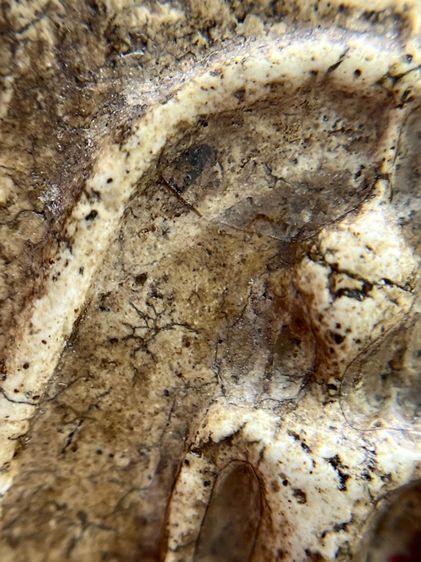 พระสมเด็จวัดระฆังพิมพ์ใหญ่กลับหัวมเหศวร รูปที่ 6