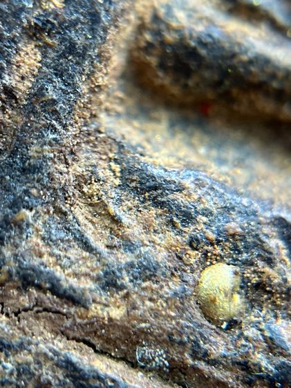 หลวงปู่ทวด พิมพ์กลัดไม้ขีด เนื้อว่าน พ.ศ.2497 รูปที่ 14